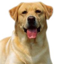 拉布拉多犬 PNG免抠图透明素材 16设计网编号:72733
