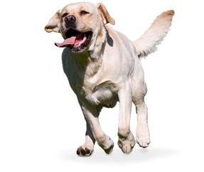 拉布拉多犬 PNG透明背景免抠图元素 16图库网编号:72735