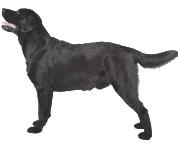 拉布拉多犬 PNG透明背景免抠图元素 16图库网编号:72736