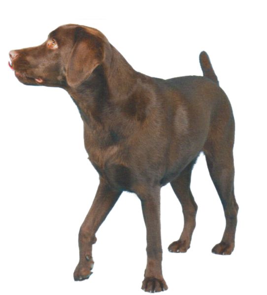 拉布拉多犬 PNG透明背景免抠图元素 16图库网编号:72737