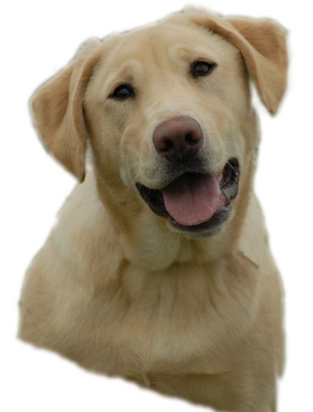 拉布拉多犬 PNG免抠图透明素材 16设计网编号:72741