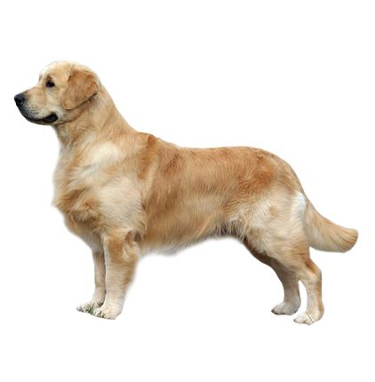 拉布拉多犬 PNG免抠图透明素材 16设计网编号:72742
