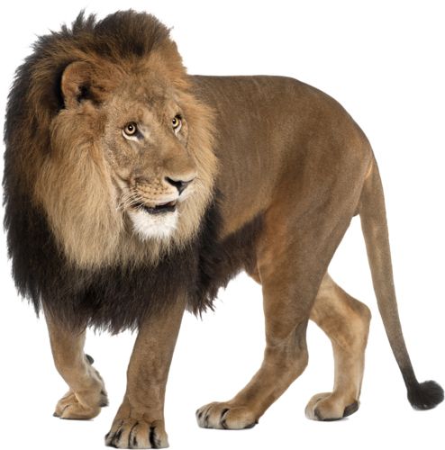 狮子 PNG透明背景免抠图元素 16图库网编号:23253