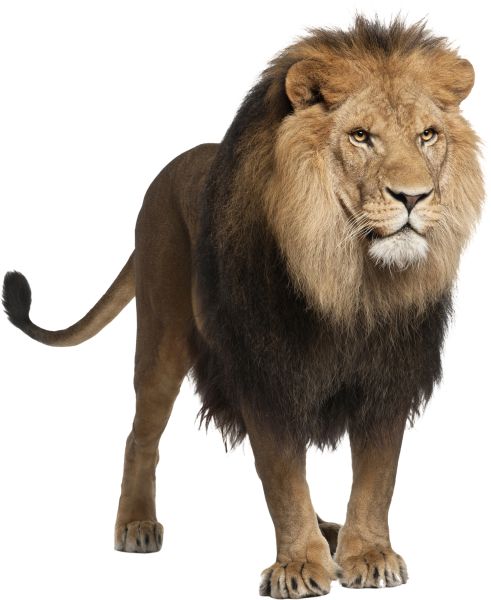 狮子 PNG透明元素免抠图素材 16素材网编号:23254