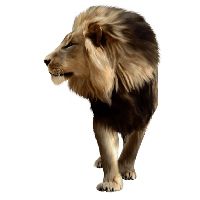 狮子 PNG透明背景免抠图元素 素材中国编号:23256