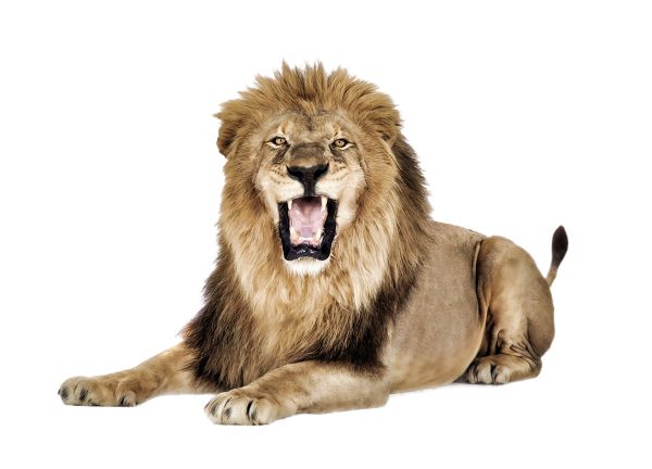 狮子 PNG透明背景免抠图元素 16图库网编号:23259