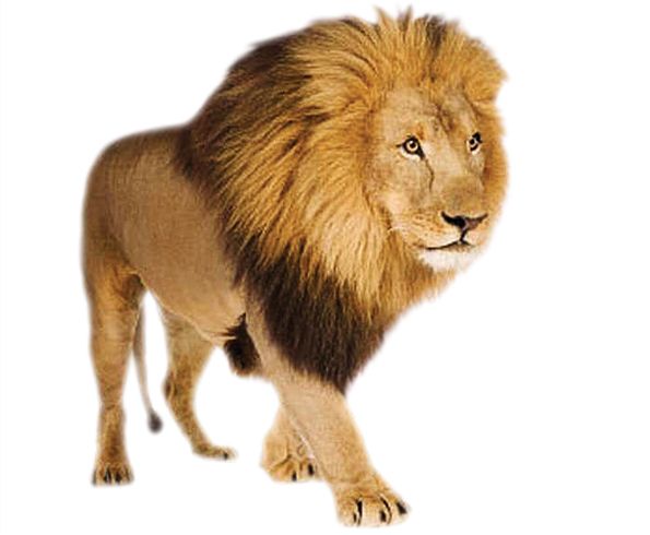 狮子 PNG透明背景免抠图元素 16图库网编号:23260