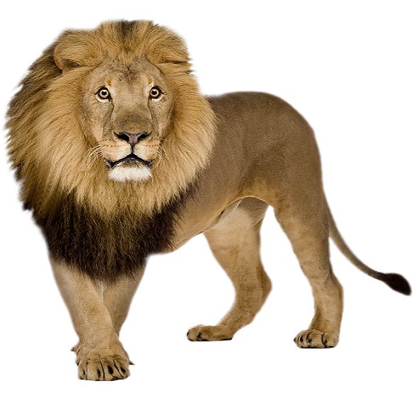 狮子 PNG免抠图透明素材 16设计网编号:23262