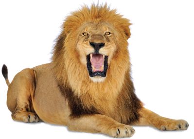 狮子 PNG透明背景免抠图元素 16图库网编号:23263