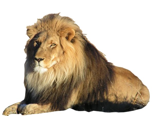 狮子 PNG透明背景免抠图元素 16图库网编号:23266