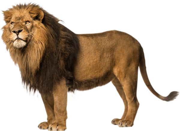 狮子 PNG透明背景免抠图元素 16图库网编号:23268