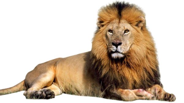 狮子 PNG透明背景免抠图元素 16图库网编号:23270