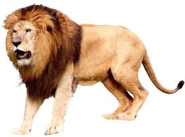 狮子 PNG透明背景免抠图元素 16图库网编号:23271