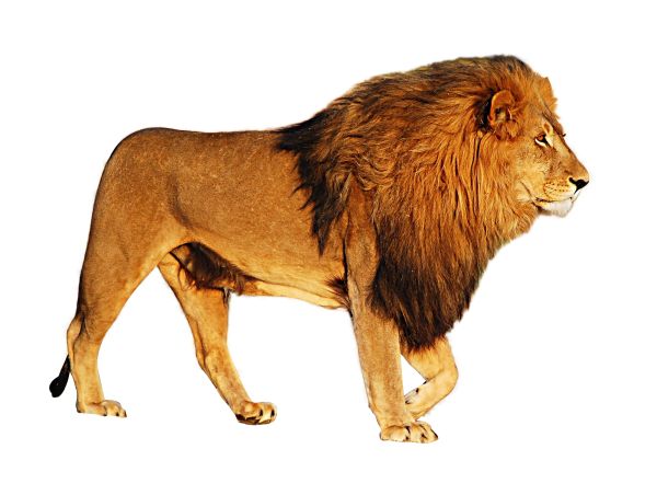狮子 PNG透明背景免抠图元素 16图库网编号:23272