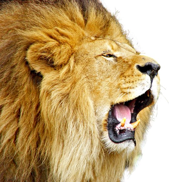 狮子 PNG透明背景免抠图元素 16图库网编号:23273