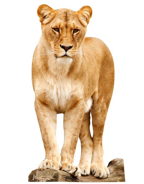 狮子 PNG透明背景免抠图元素 素材中国编号:23274