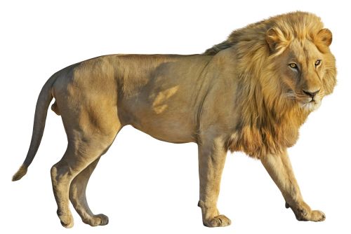 狮子 PNG透明背景免抠图元素 16图库网编号:23277