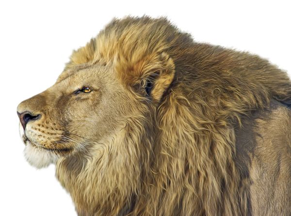 狮子 PNG免抠图透明素材 素材中国编号:23280