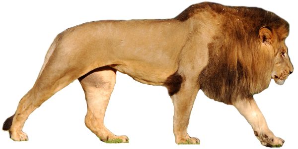 狮子 PNG透明背景免抠图元素 16图库网编号:23281