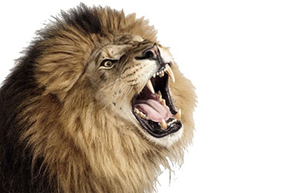 狮子 PNG透明背景免抠图元素 16图库网编号:23282