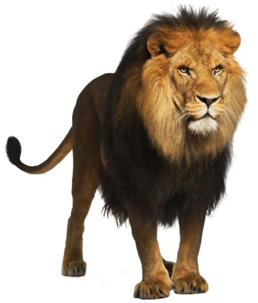 狮子 PNG透明元素免抠图素材 16素材网编号:23283