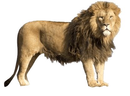 狮子 PNG透明背景免抠图元素 素材中国编号:23286