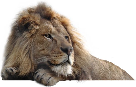 狮子 PNG透明背景免抠图元素 16图库网编号:23287
