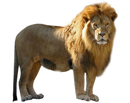 狮子 PNG透明背景免抠图元素 16图库网编号:23291