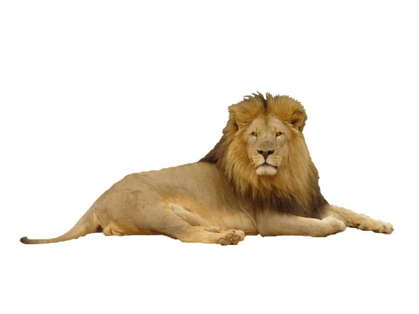 狮子 PNG透明背景免抠图元素 素材中国编号:23292