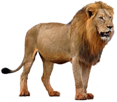 狮子 PNG透明背景免抠图元素 16图库网编号:23293