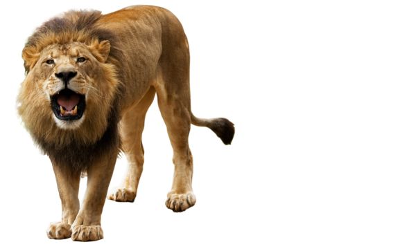 狮子 PNG透明背景免抠图元素 素材中国编号:23295
