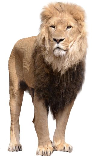 狮子 PNG透明背景免抠图元素 16图库网编号:23297