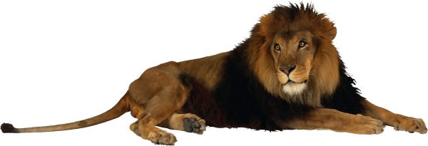 狮子PNG透明背景免抠图元素 16图库网编号:3805