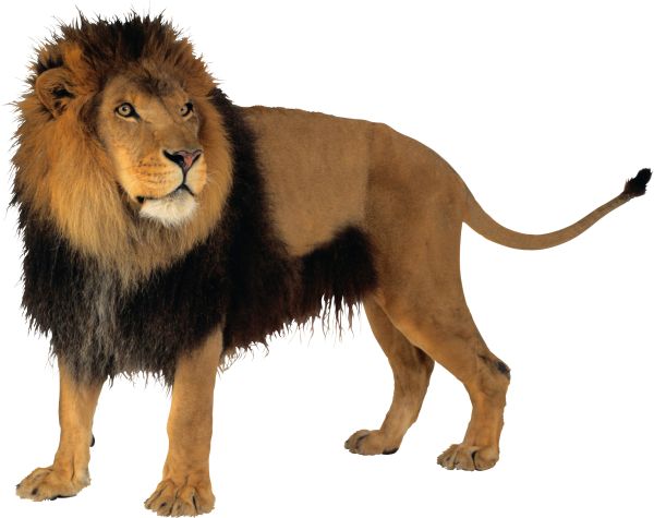 狮子PNG透明背景免抠图元素 16图库网编号:3806