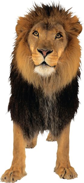 狮子PNG透明背景免抠图元素 16图库网编号:3807