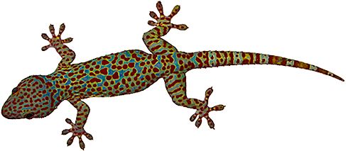 蜥蜴PNG透明背景免抠图元素 16图库网编号:23811