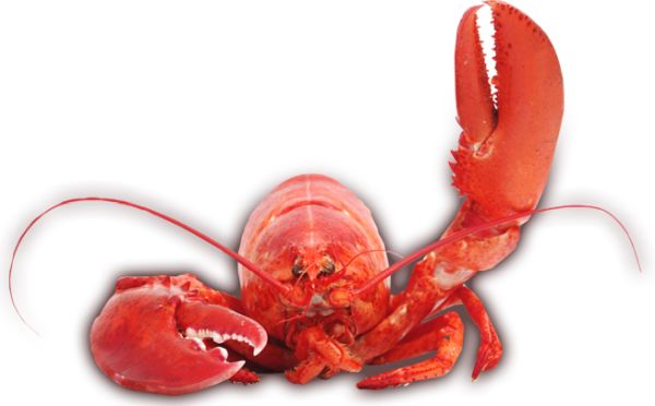 龙虾 PNG免抠图透明素材 16设计网编号:14253