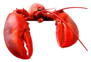 龙虾 PNG免抠图透明素材 素材天下