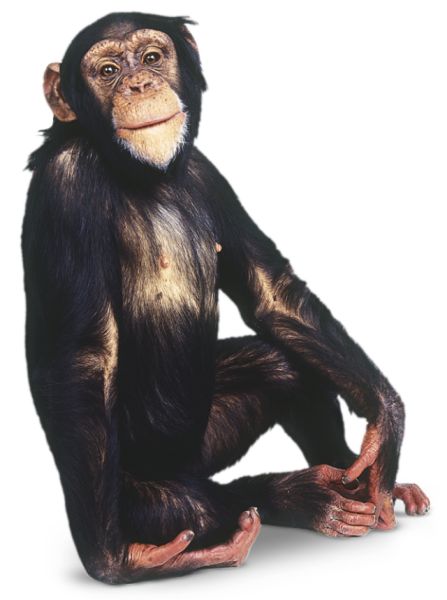 猴子 PNG透明背景免抠图元素 16图库网编号:18720