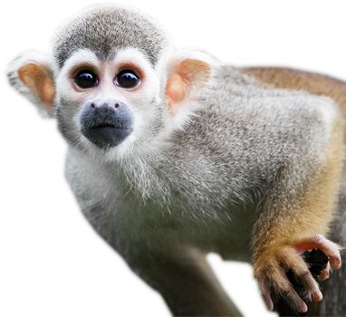 猴子 PNG透明背景免抠图元素 16图库网编号:18725