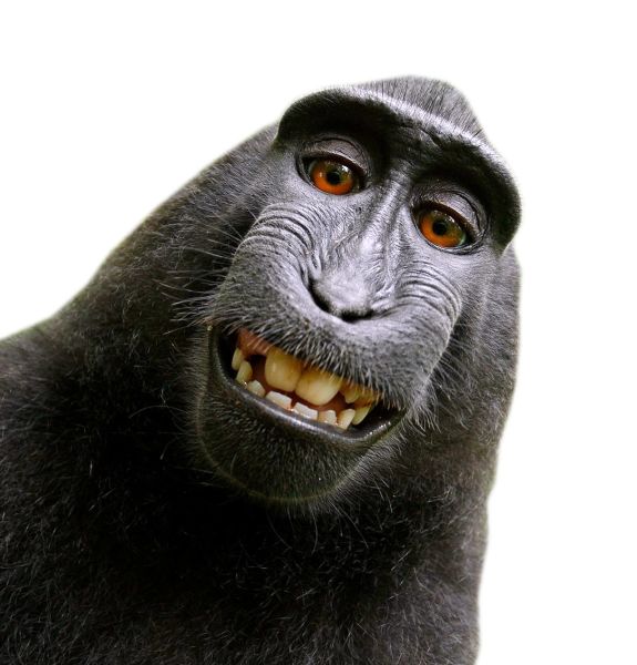 猴子 PNG透明背景免抠图元素 16图库网编号:18727