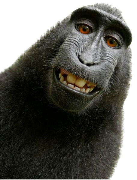 猴子 PNG透明背景免抠图元素 16图库网编号:18728