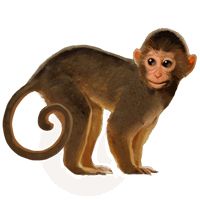 猴子 PNG透明背景免抠图元素 16图库网编号:18733