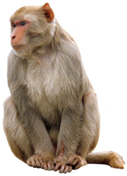 猴子 PNG透明元素免抠图素材 16素材网编号:18734