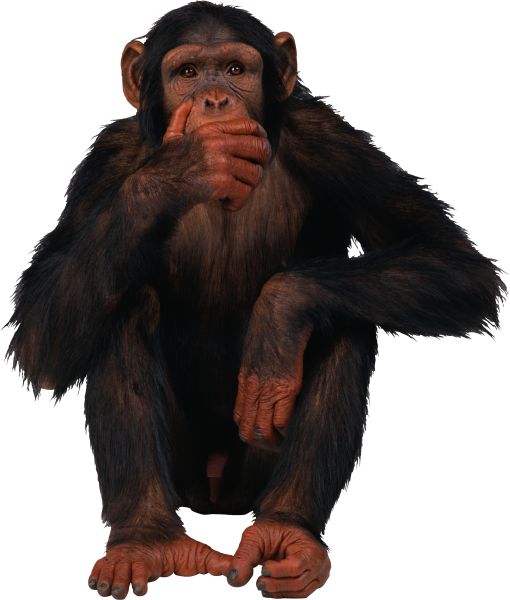 猴子 PNG透明背景免抠图元素 16图库网编号:18737