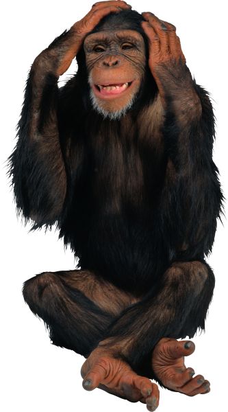 猴子 PNG透明背景免抠图元素 16图库网编号:18738
