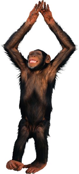 猴子 PNG透明背景免抠图元素 16图库网编号:18742