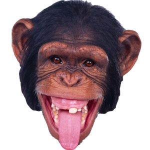 猴子 PNG透明背景免抠图元素 16图库网编号:18744