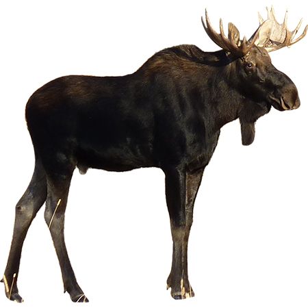 Moose, elk PNG免抠图透明素材 素材天下编号:66201