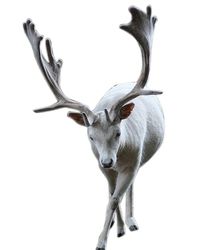 Moose, elk PNG透明背景免抠图元素 16图库网编号:66211